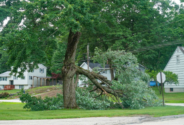 Reliable Welch, WV Tree Care  Solutions